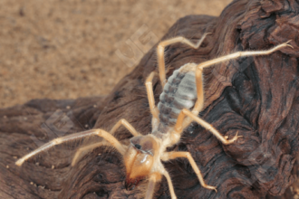 camel spider