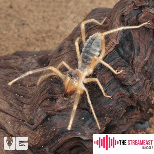 camel spider