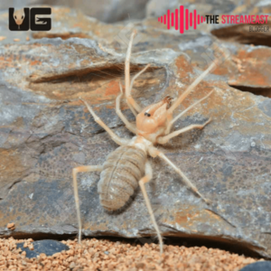 camel spider